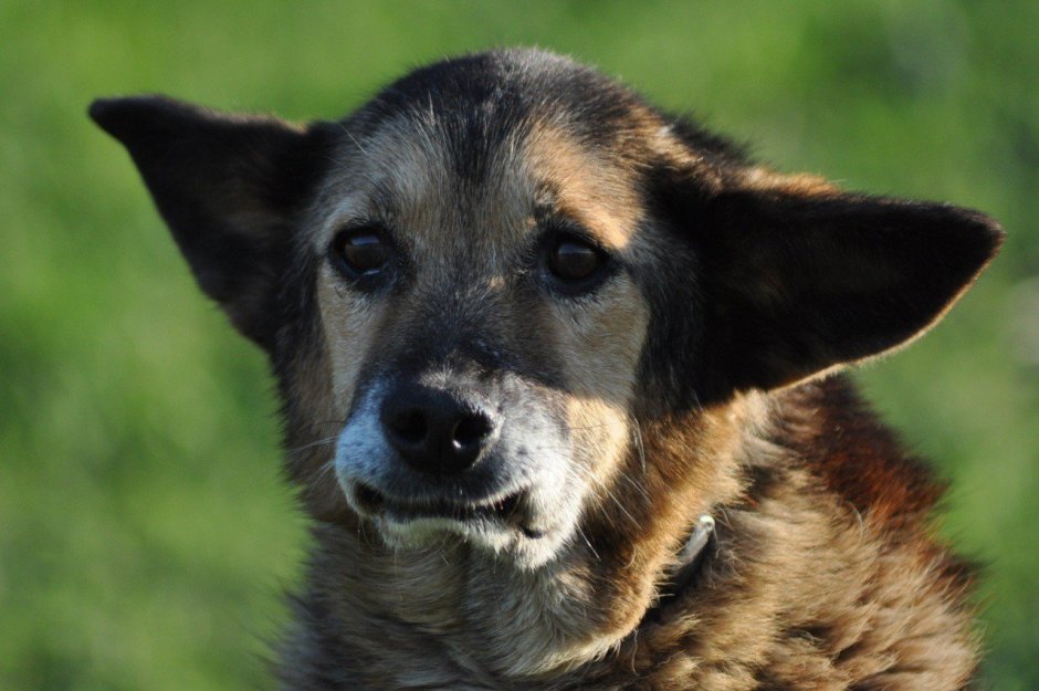 Породы бездомных собак