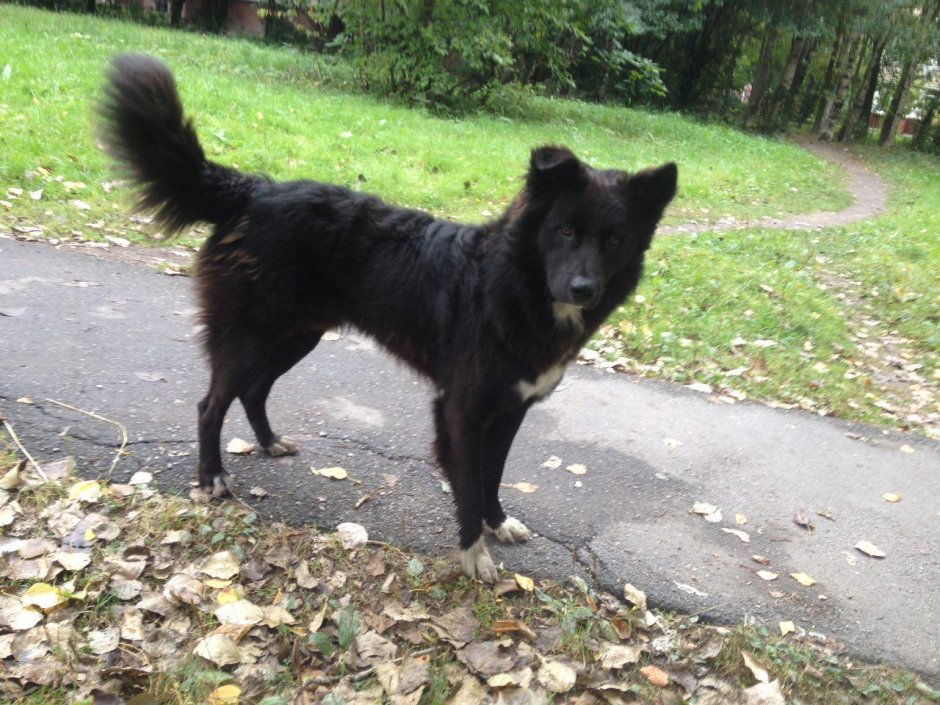Дворняжка длинношерстная порода собака