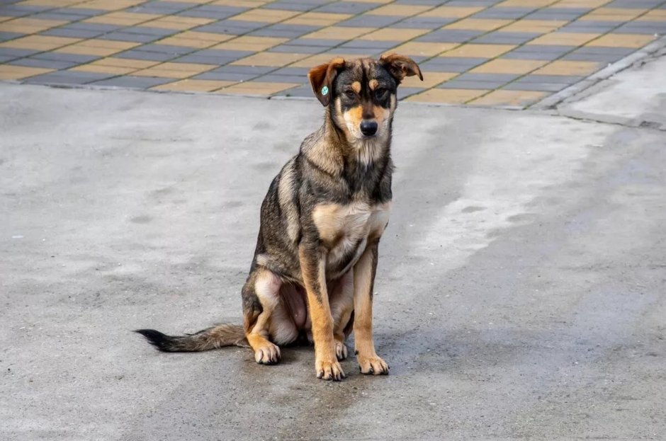 Черная беспородная собака