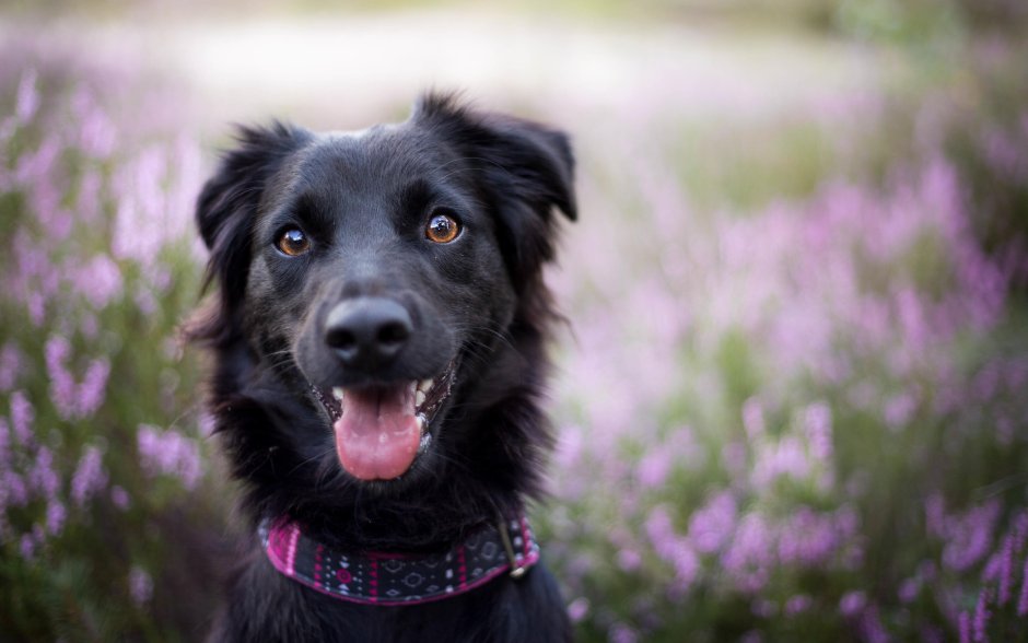 Черная дворняга сидит