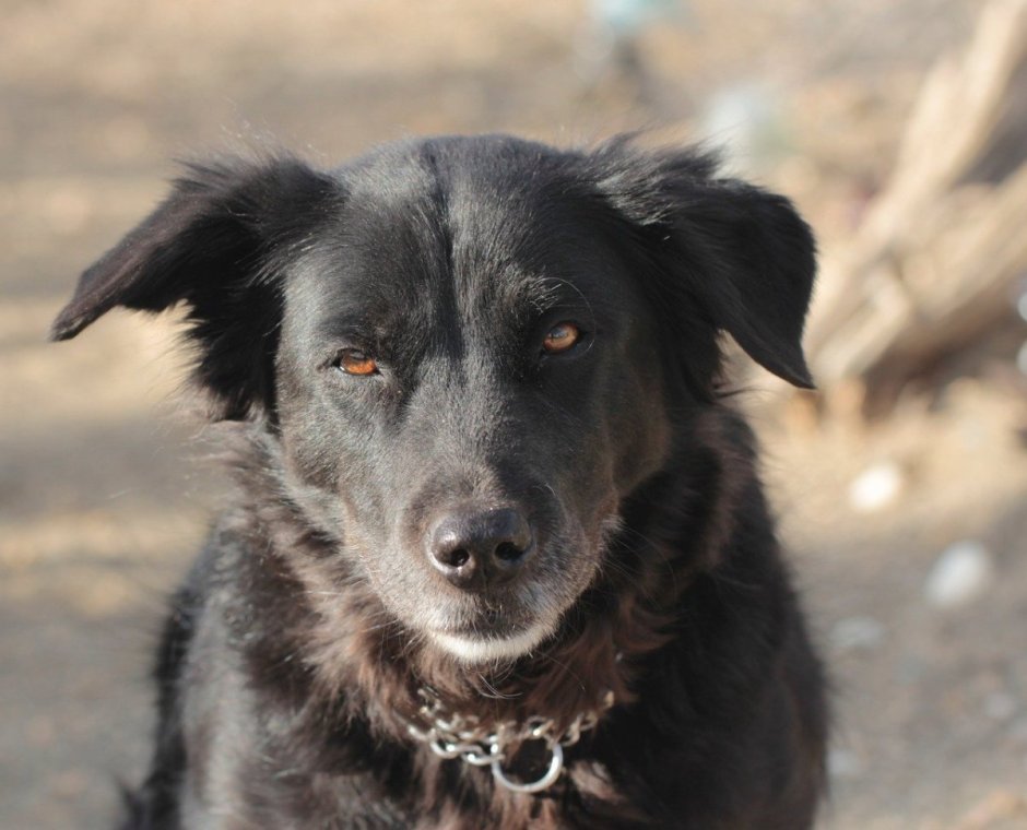 Беспородная собака дворняжка черная