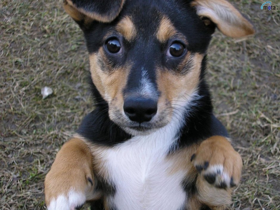 Черный щенок дворняжки