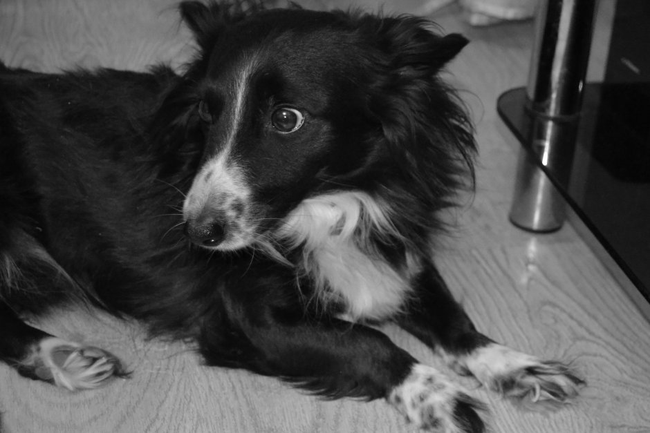 Брошенная собака