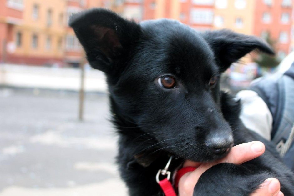 Собака дворншка Черныш