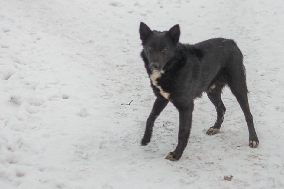 Дворняжка Моника