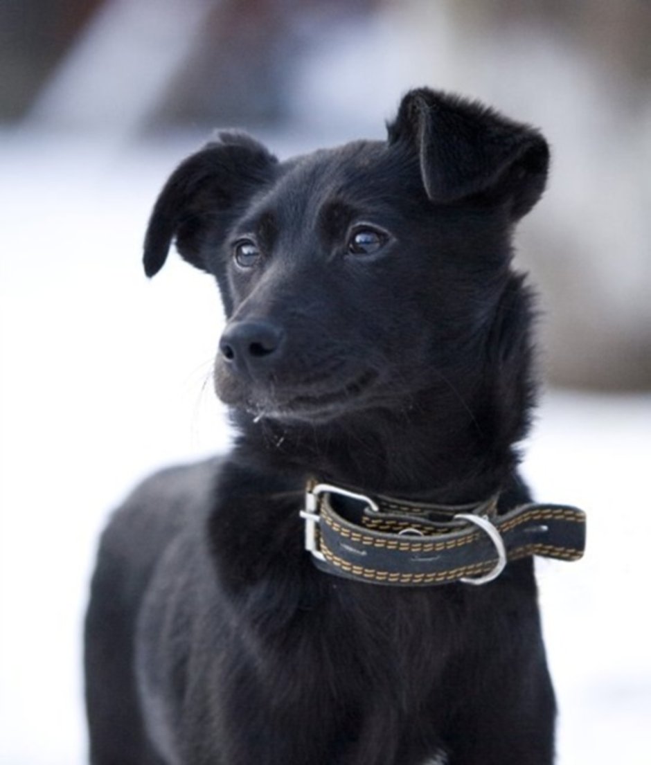 Ошейник для дворняжки