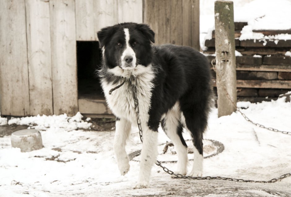 Грязная бездомная собака