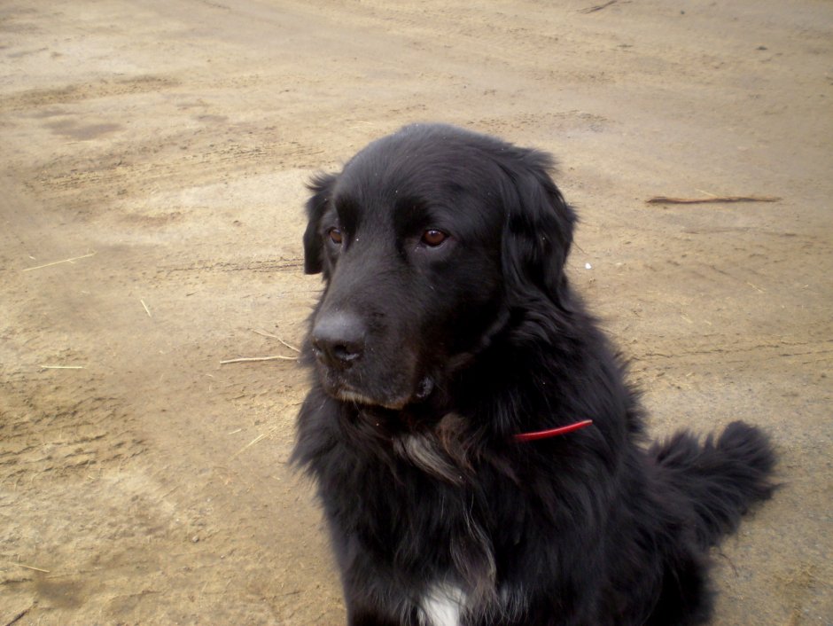 Собака дворняжка черная
