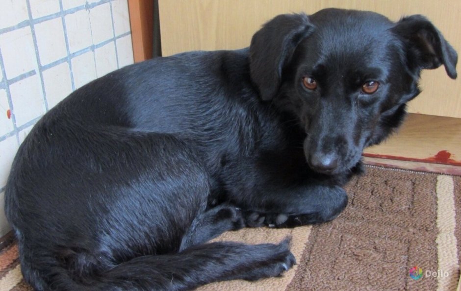 Деревенская дворняжка черно белая