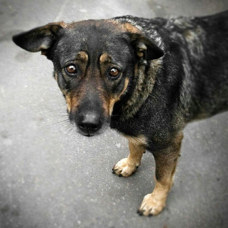 Дворняжка черно белая