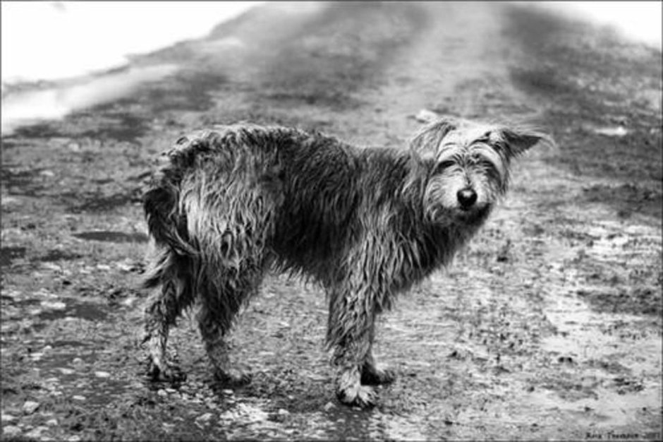 Ушастая дворняга