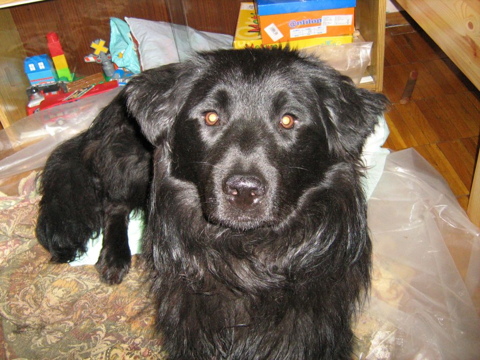 Бездомный пес