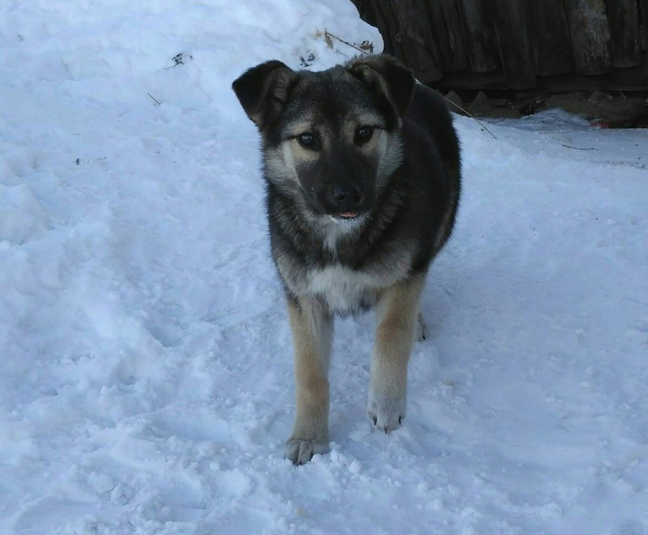 Дворняжка черно белая