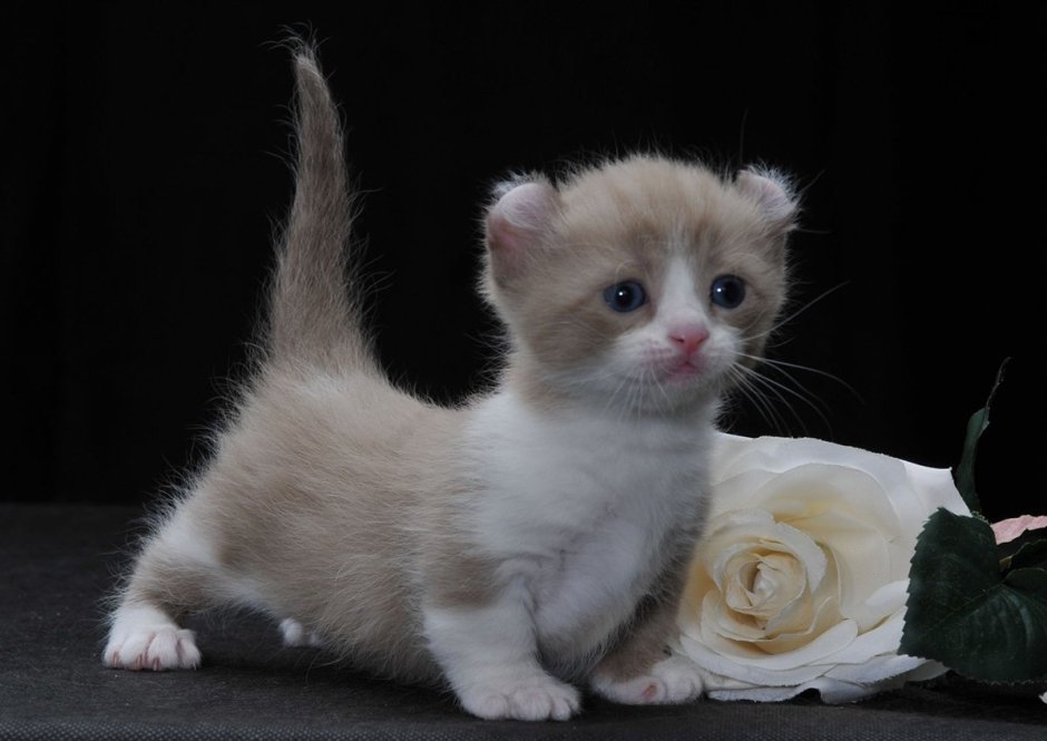 Кошки с круглыми ушами