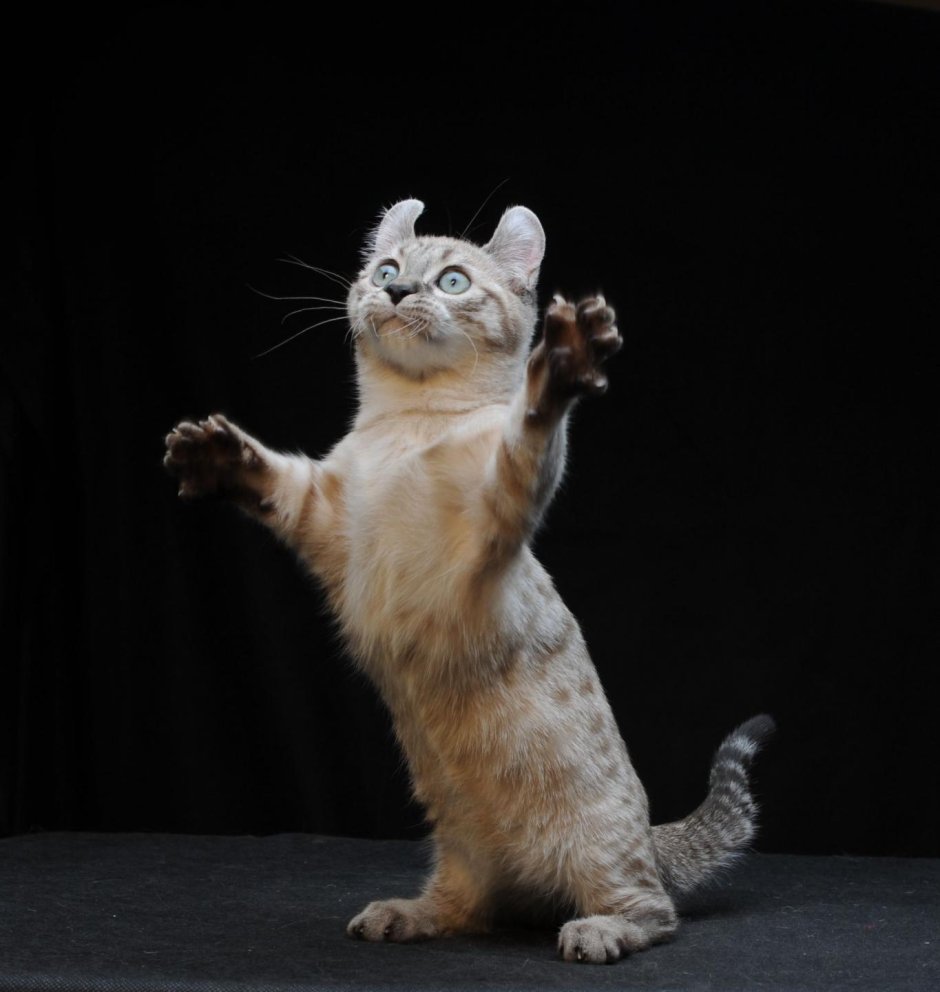 Манчкин кот