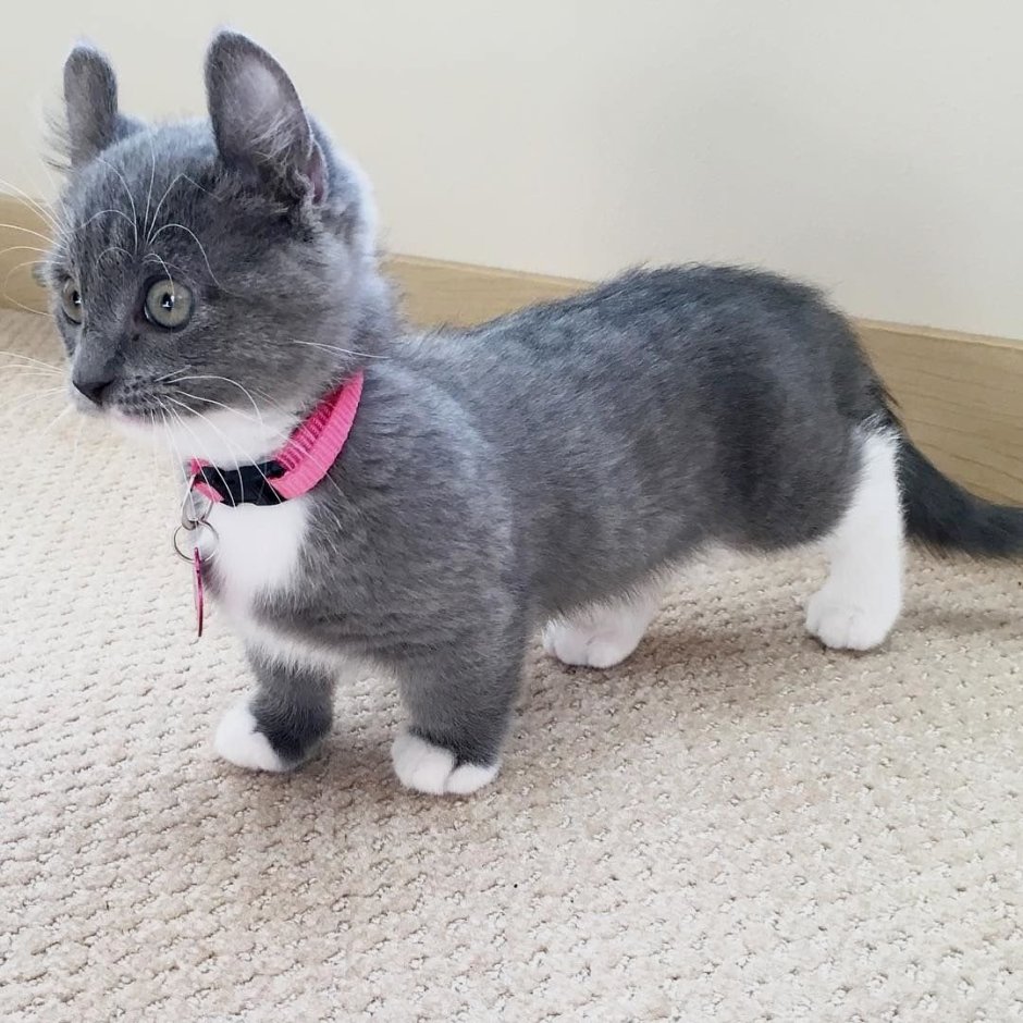 Котик с бровями