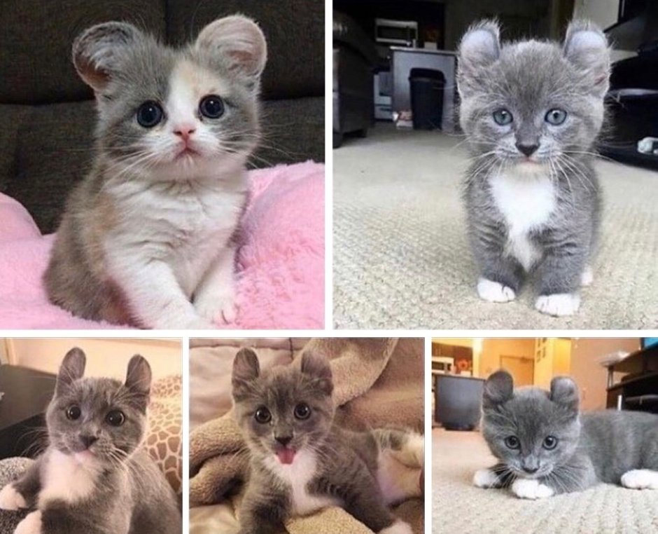 Кинкалоу кошка