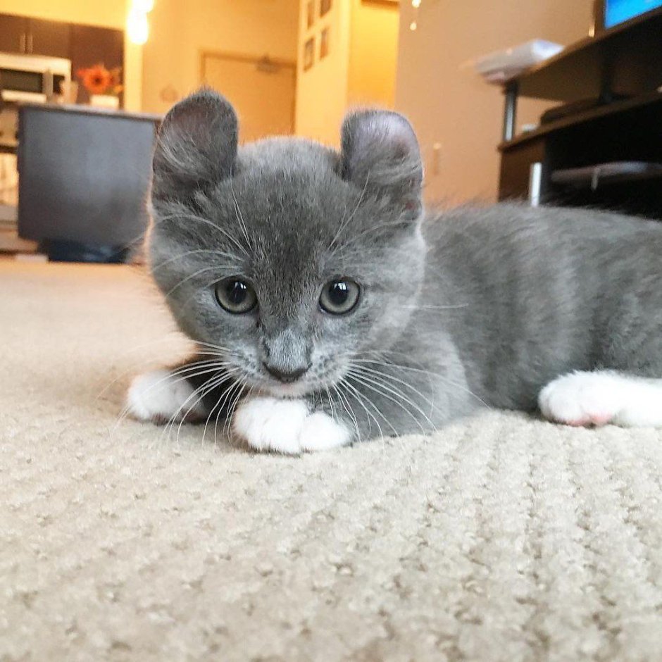 Котик Пломбирчик