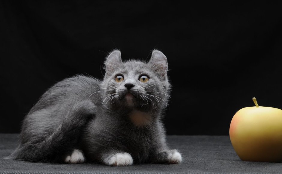 Манчкин кинкалоу котенок