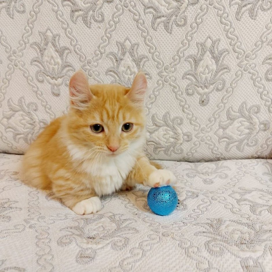 Кошки с круглыми ушами