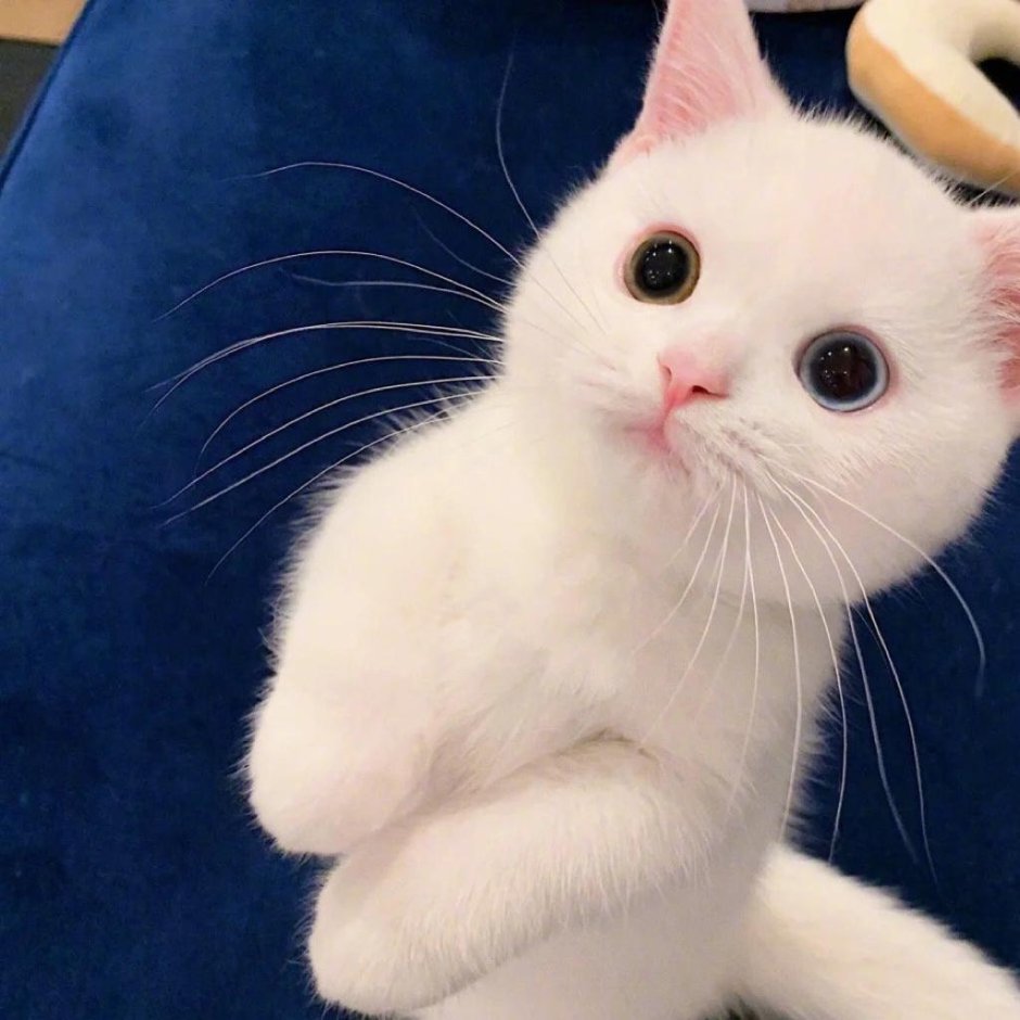 Кот с круглыми ушами
