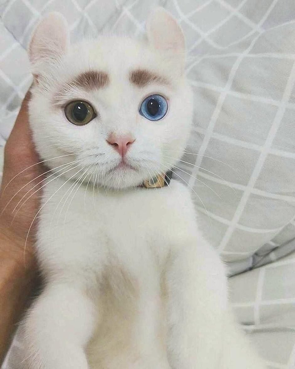 Кошка Манчкин котята