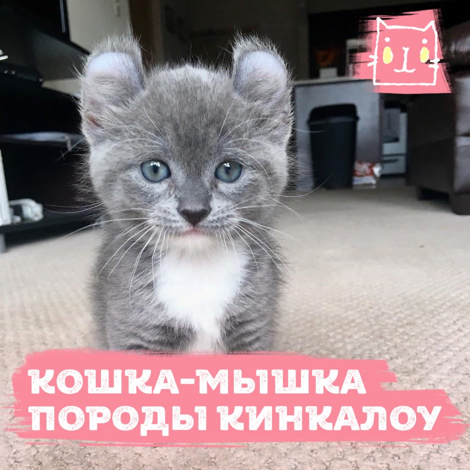 Манчкин кошка