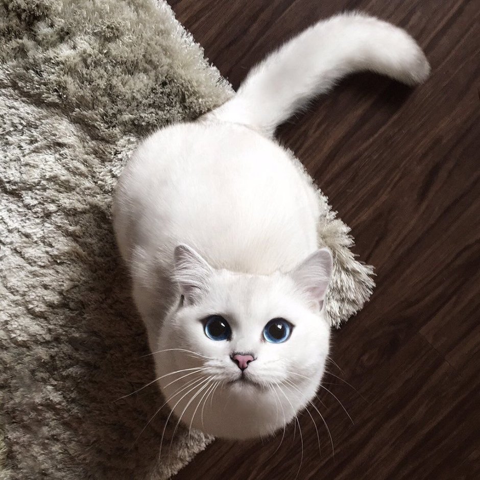Кинкалоу кошка