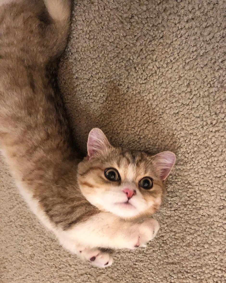 Коротколапые манчкины