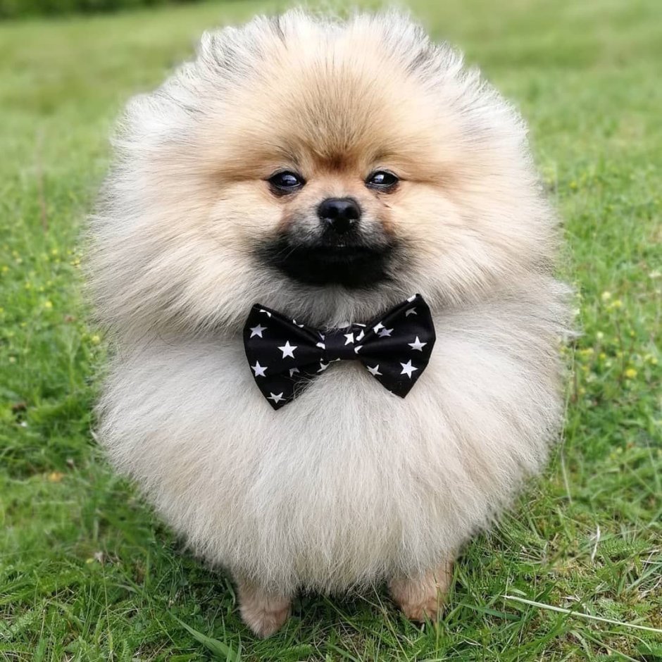 Померанский шпиц Boo