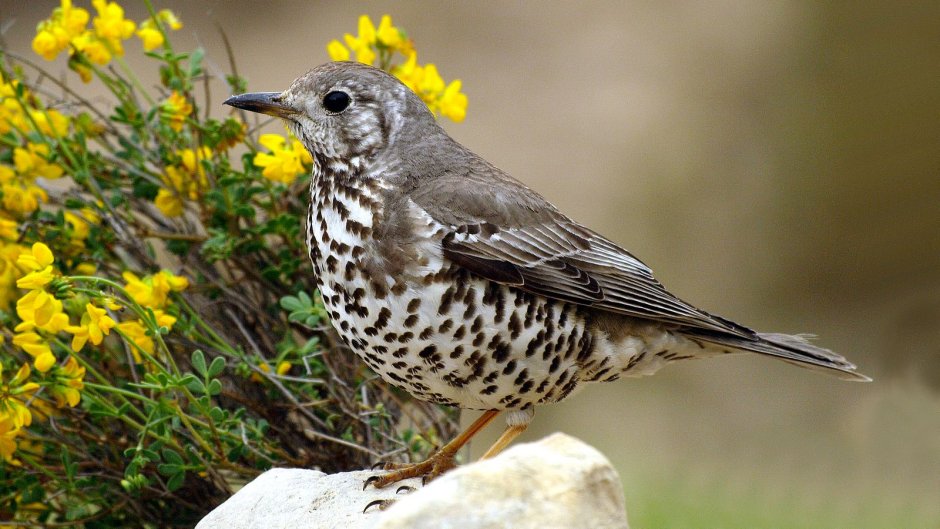 Дрозд-деряба (turdus viscivorus)