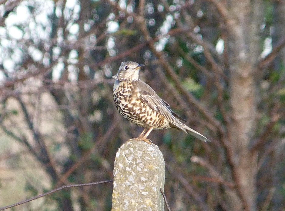 Дрозд-деряба (turdus viscivorus)