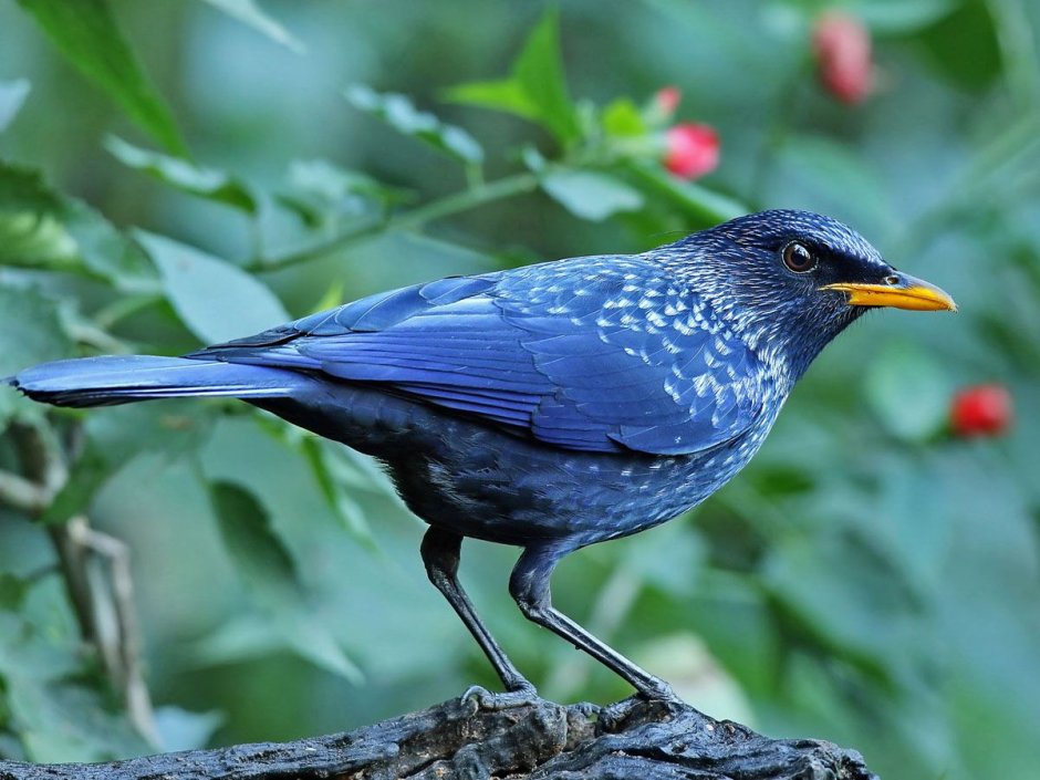 Певчий Дрозд (turdus philomelos)