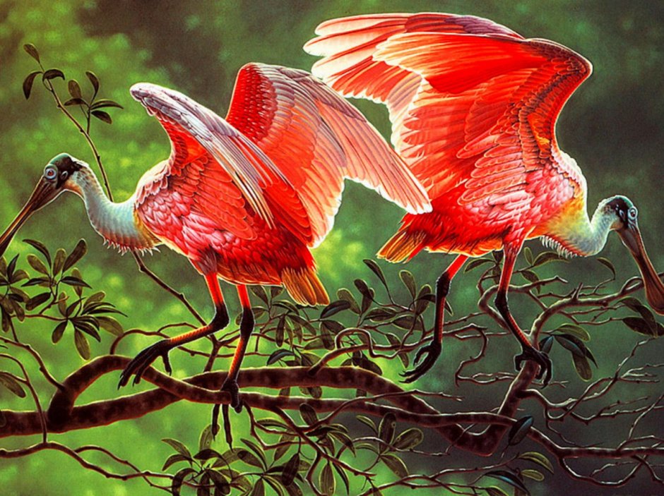 Roseate Spoonbill