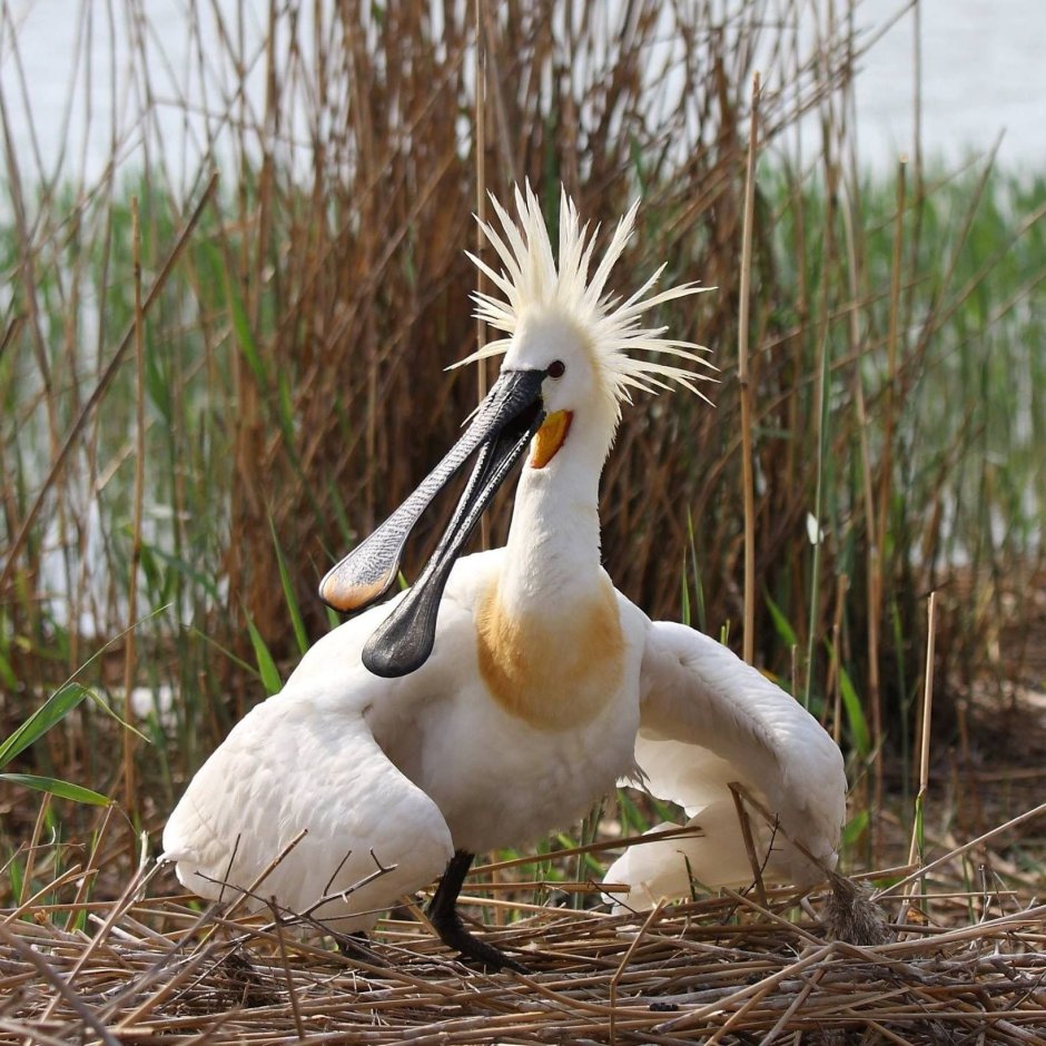 Розовая колпица Roseate Spoonbill