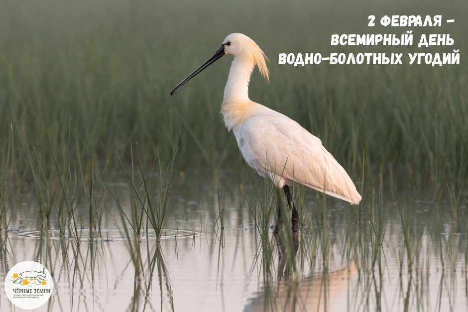 Королевская колпица