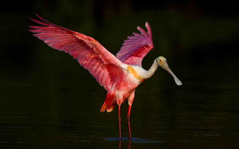 Roseate Spoonbill