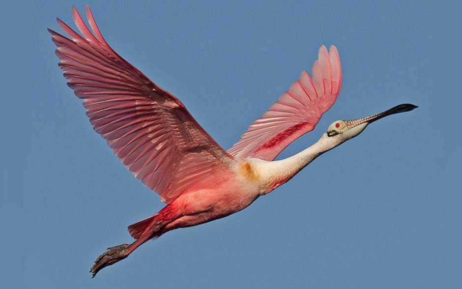 Roseate Spoonbill