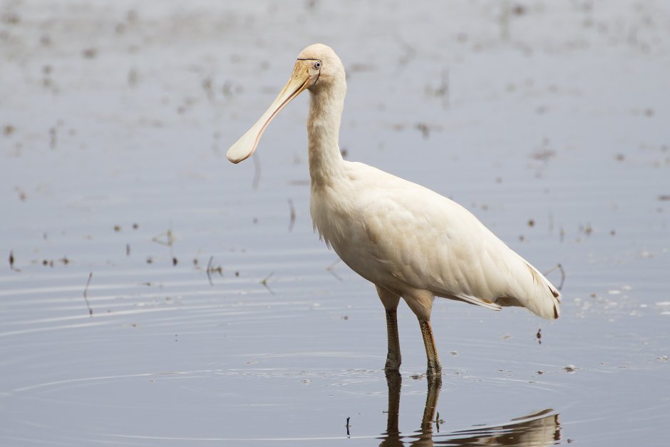 Розовая колпица Roseate Spoonbill