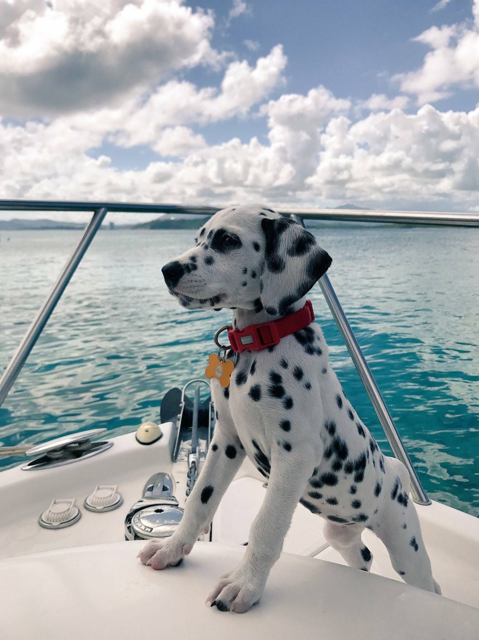 Собака на море