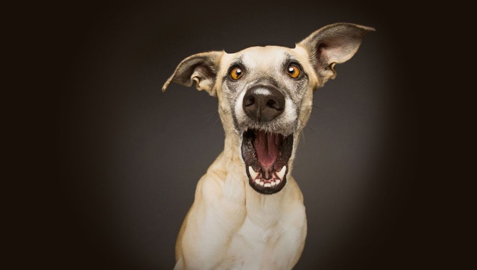 Elke Vogelsang собаки