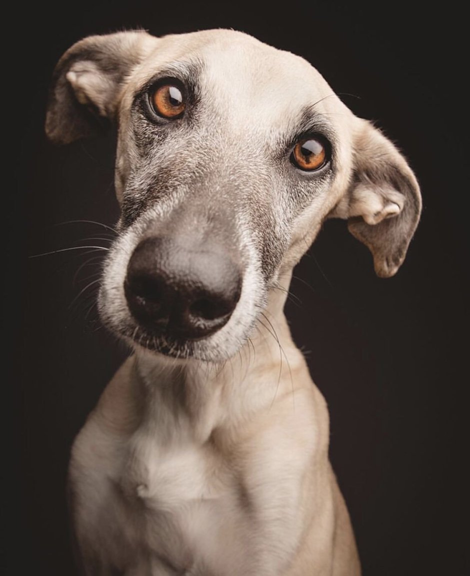 Elke Vogelsang собаки