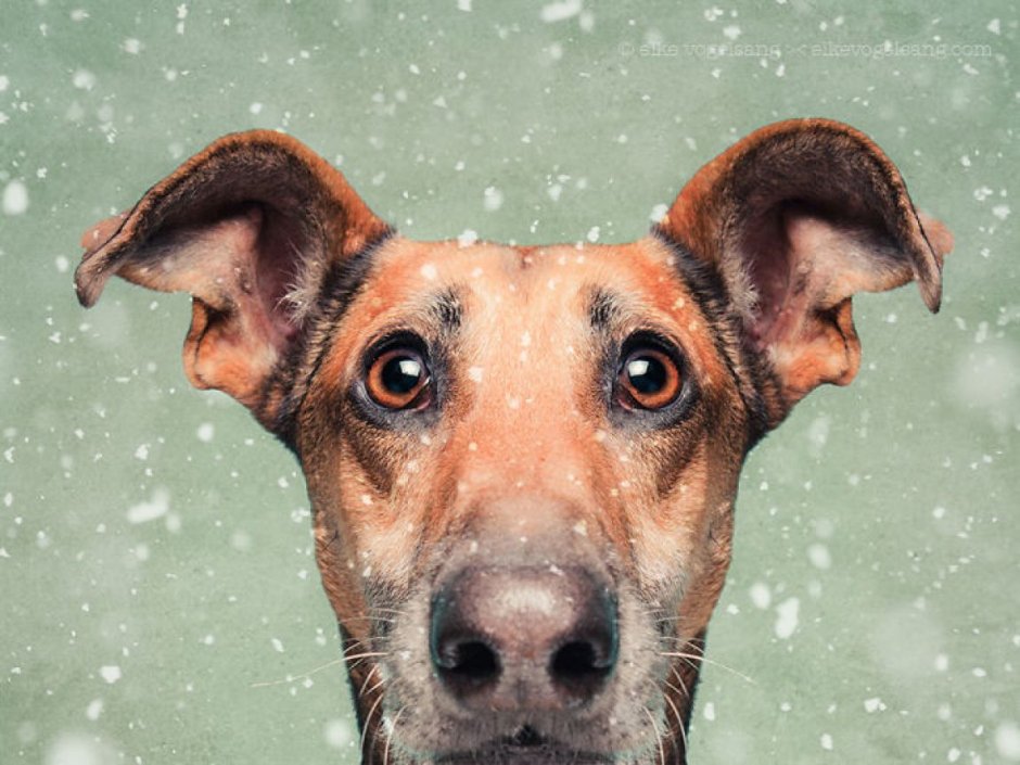 Elke Vogelsang собаки