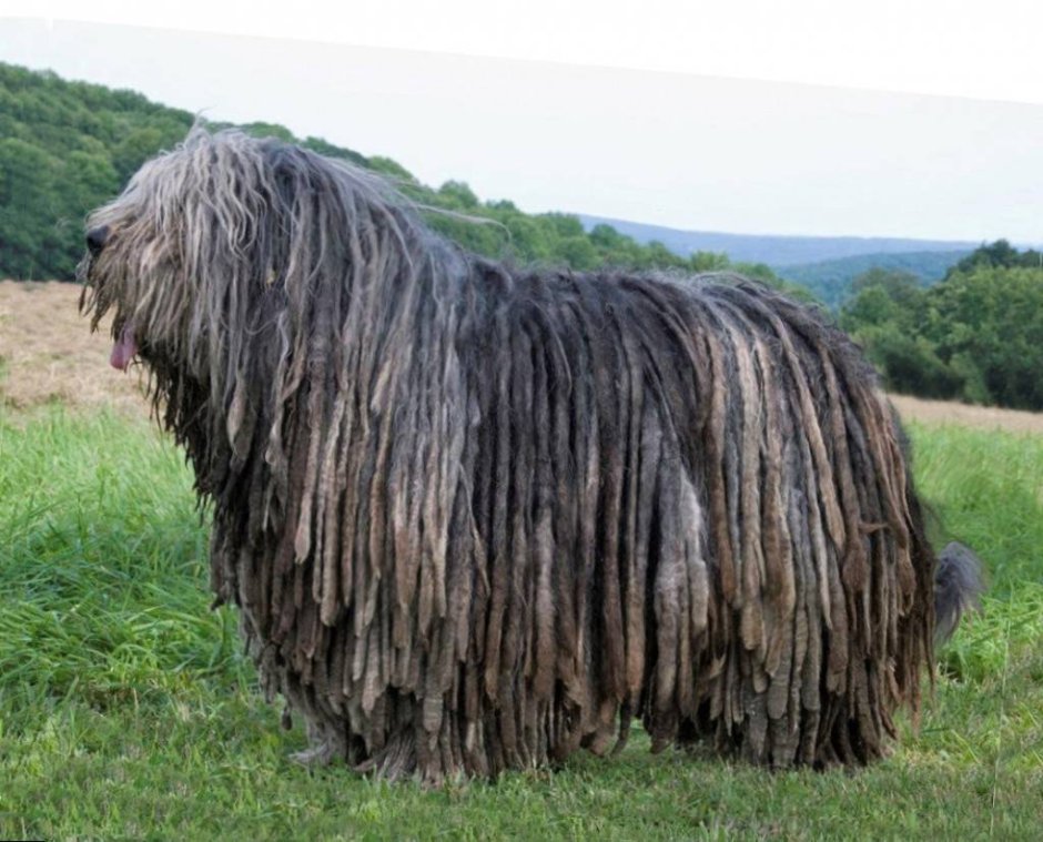 Шотландская колли длинношерстный