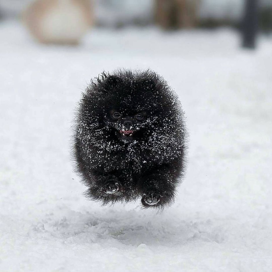 Собака померанский шпиц черный