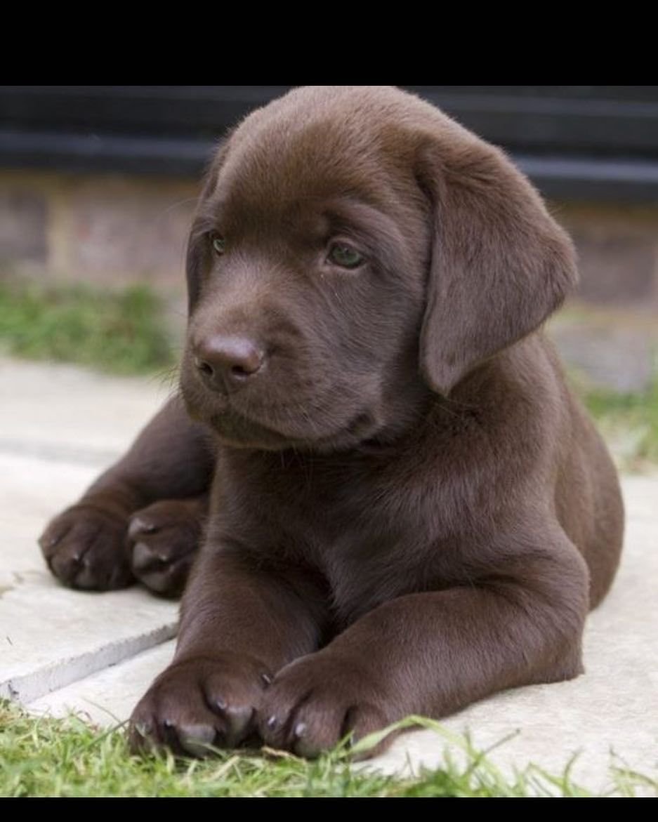 Лабрадор ретривер шоколадный