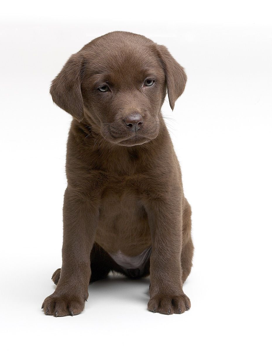 Щенок коричнево белый на сером диване