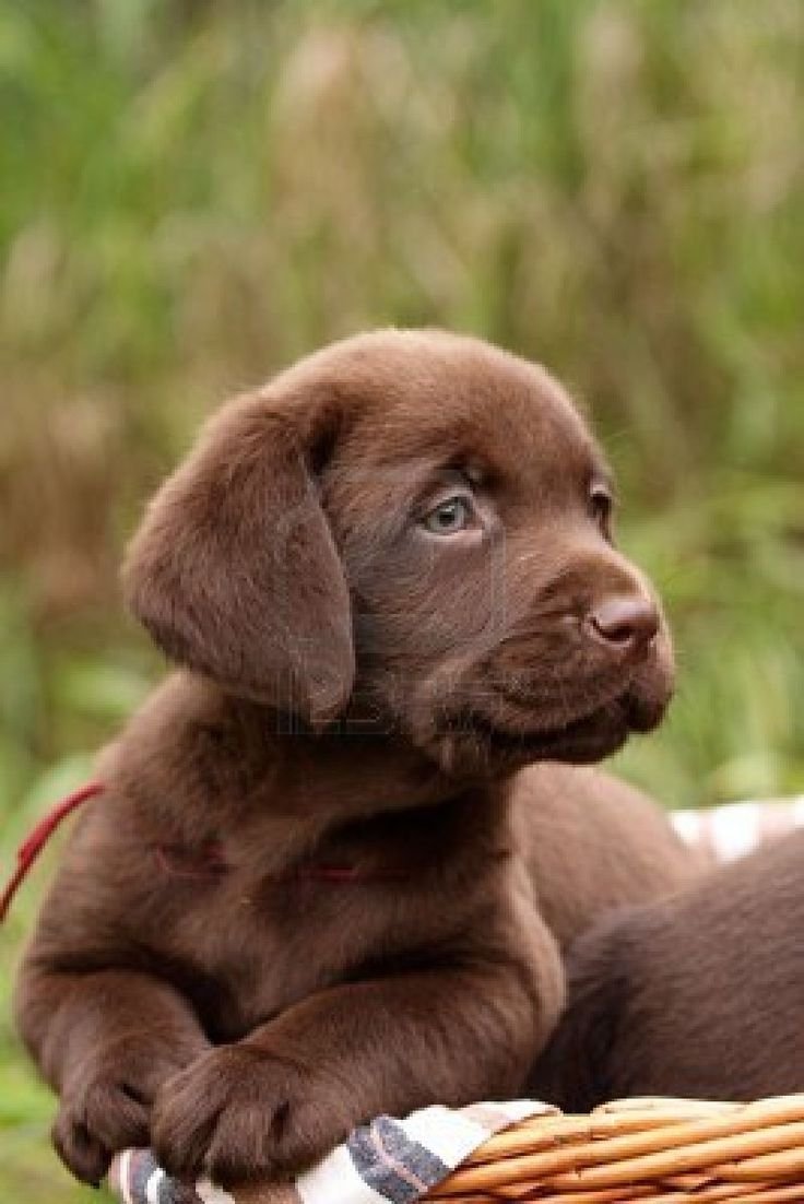 Ретривер шоколадный гладкошерстный