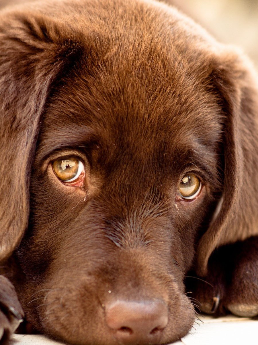 Коричневая собака