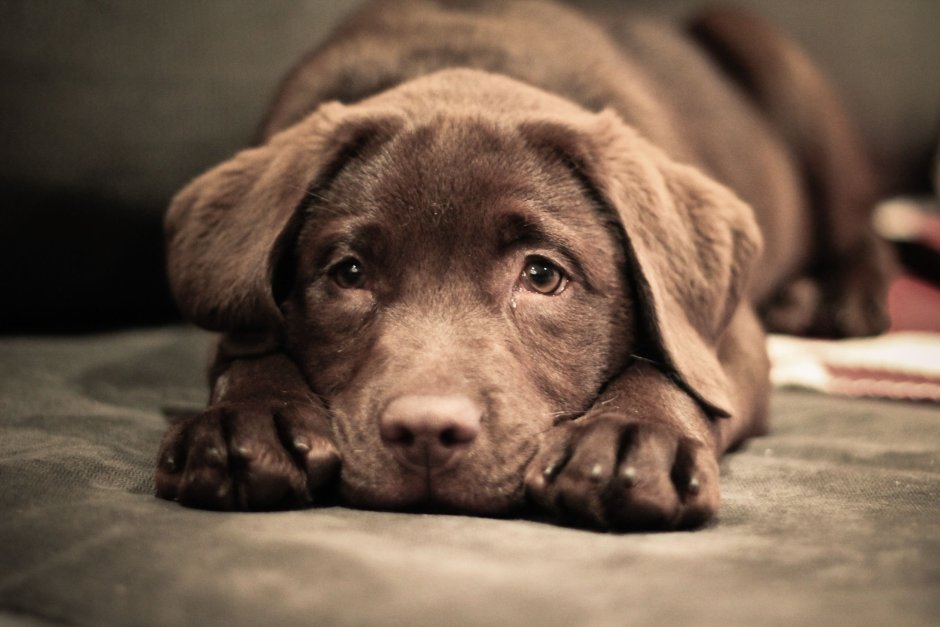 Лабрадор коричневый щенок